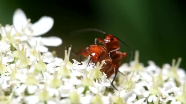 Ortak Kırmızı Asker Böceği Asker Böceği Rhagonycha Fulva — Stok video