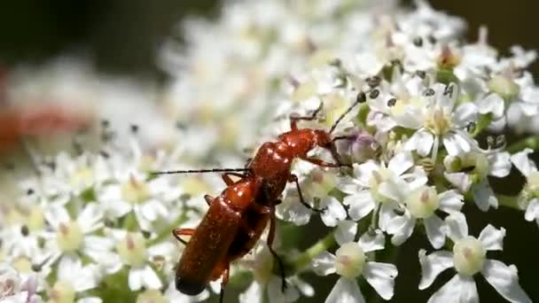 Besouro Soldado Vermelho Comum Besouro Soldado Rhagonycha Fulva — Vídeo de Stock