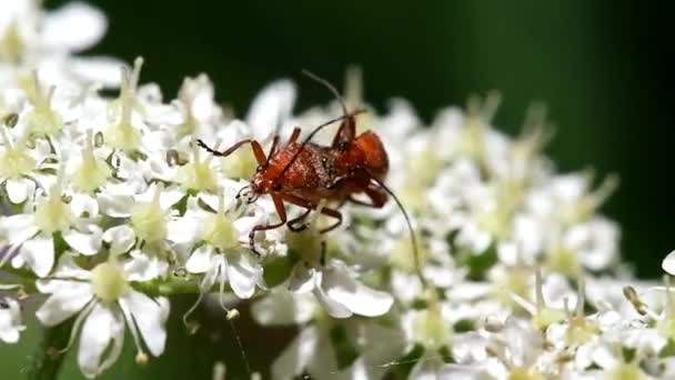 Ortak Kırmızı Asker Böceği Asker Böceği Rhagonycha Fulva — Stok video