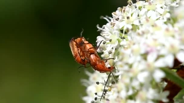 Escarabajo Soldado Rojo Común Escarabajo Soldado Rhagonycha Fulva — Vídeos de Stock