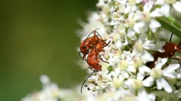 Common Red Soldier Beetle Soldier Beetle Rhagonycha Fulva — Stock Video