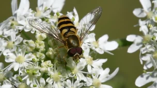 Hover Fly Flor Branca Vídeo — Vídeo de Stock