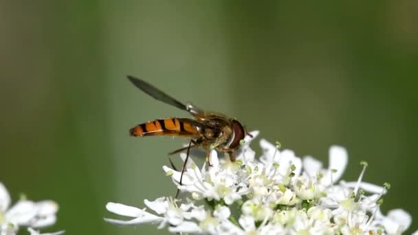 Hover Fly Flor Branca Vídeo — Vídeo de Stock