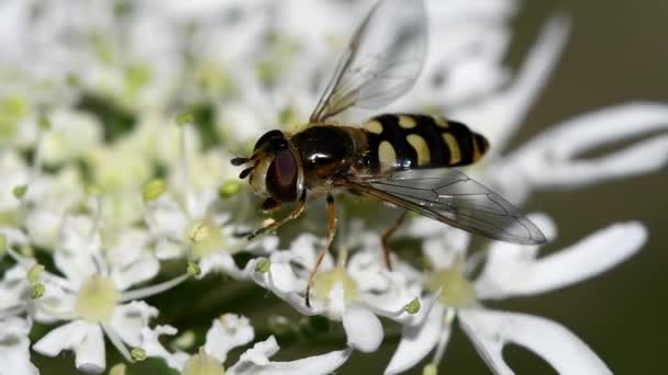 Schwebefliege Auf Weißer Blume Video — Stockvideo