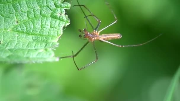 Uzun Çeneli Orb Weaver Örümcekler Uzun Çeneli Orb Weaver Spider — Stok video