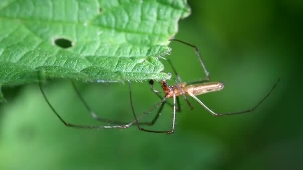 Long-jawed Orb-weaver Spiders, Long-jawed Orb Weaver Spider, Tetragnatha montana - MALE — Stock Footage Long Jawed Orb Weaver Spiders Long Jawed Orb Weaver Spider Stock Video
