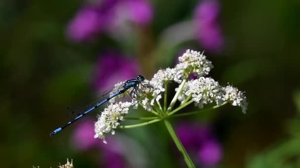 Azure Damselfly Damselfly Puella Coenagrion — Vídeo de stock