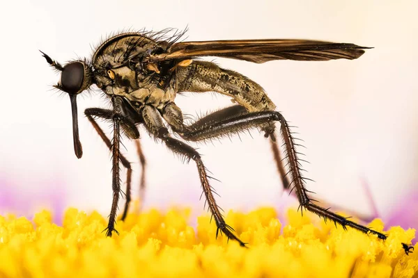 Empis Livida Танцювальна Муха — стокове фото