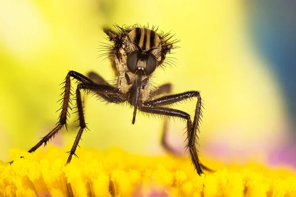 Empis Livida Лет Dance — стоковое фото