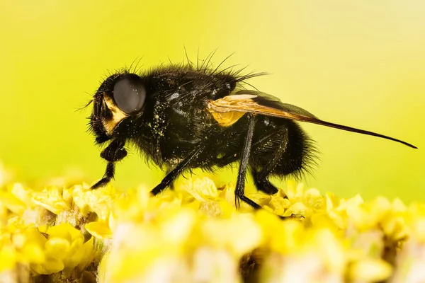 Déli Fly Noonday Fly Mesembrina Meridiana — Stock Fotó