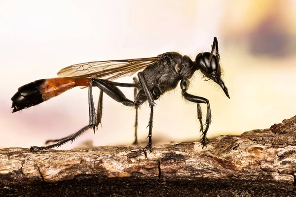 Red Banded Sand Wasp Red Banded Sand Wasp Ammophila Sabulosa — Stock Photo, Image