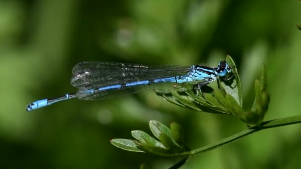 Azure Damselfly Damselfly Puella Coenagrion — Vídeo de stock