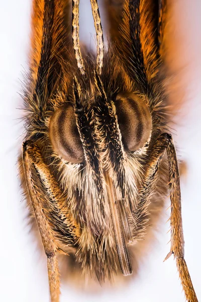 Pillangók Gatekeeper Fedezeti Brown Pyronia Tithonus — Stock Fotó