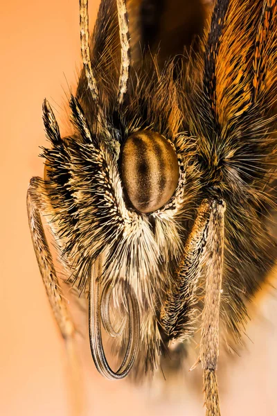 Pillangók Gatekeeper Fedezeti Brown Pyronia Tithonus — Stock Fotó