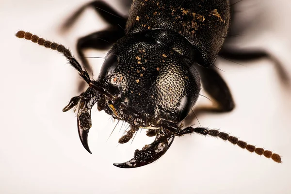 Teufelskutschenkäfer Teufelskutschenpferd Ocypus Olens — Stockfoto