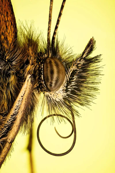 Kelebekler Gatekeeper Çit Kahverengi Pyronia Tithonus — Stok fotoğraf