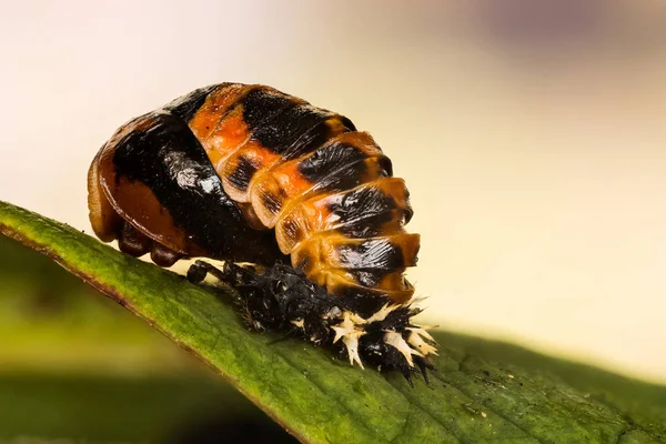 Tiro Macro Close Família Pupa Besouro Joaninha Coccinellidae — Fotografia de Stock