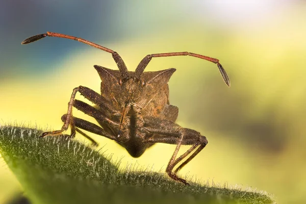 Orman Koruma Böceği Kırmızı Bacaklı Kalkanı Orman Böceği Pentatoma Rufipes — Stok fotoğraf