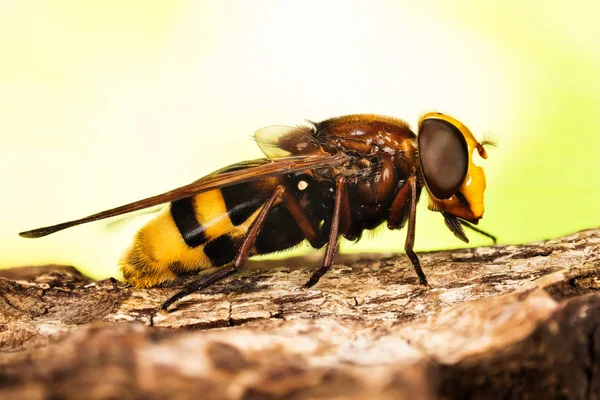 特写大黄蜂模拟悬停飞或大黄蜂悬停飞 拉丁名Volucella Zonaria的特写微距拍摄 — 图库照片