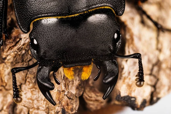 Close Macro Shot Male Lesser Stag Beetle Una Especie Coleóptero —  Fotos de Stock