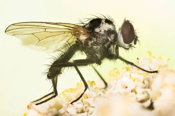 Konec Makra Těsném Záběru Anthomyia Procellaris Toto Rod Much Čeledi — Stock fotografie