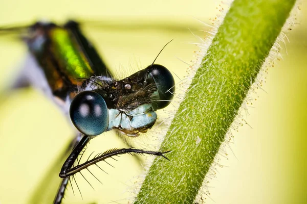 Nahaufnahme Makroaufnahme Der Smaragdlibelle Der Libelle Sein Lateinischer Name Ist — Stockfoto