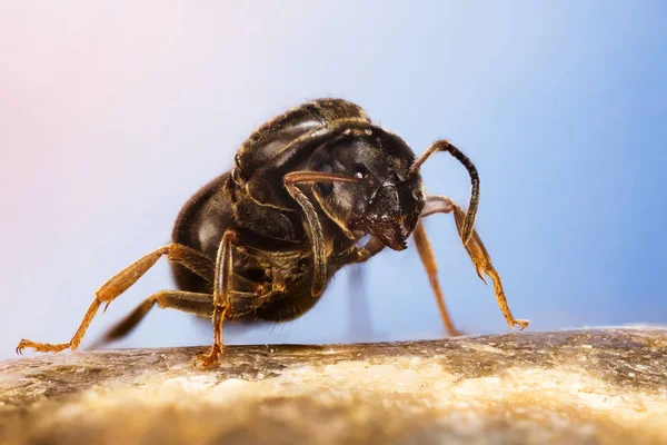 Close Macro Shot Black Garden Ant Her Latin Name Lasius — Stock Photo, Image