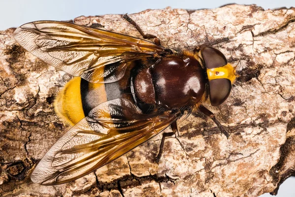 Ukončení Makra Hornetu Mimické Vznášení Nebo Hornet Latinský Název Volucella — Stock fotografie