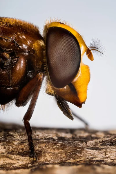 Gros Plan Macro Hornet Mimic Hoverfly Hornet Hoverfly Nom Latin — Photo