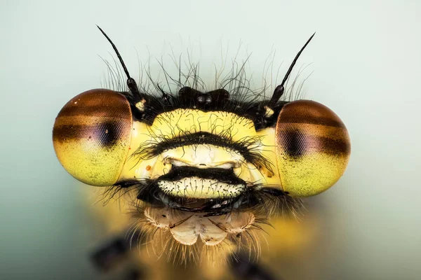 Nahaufnahme Makroaufnahme Einer Großen Roten Libelle Ihr Lateinischer Name Ist — Stockfoto