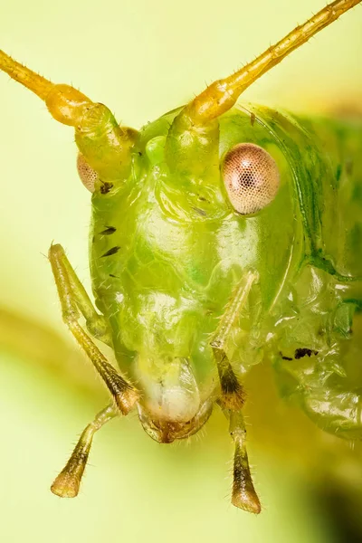 Nahaufnahme Makro Porträt Des Männchens Der Eiche Busch Cricket Sein — Stockfoto