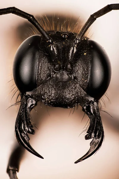 Närbild Makro Porträtt Rödbandad Sand Geting Eller Röd Bandad Sand — Stockfoto