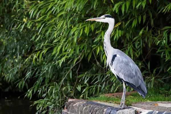 Gri Heron Kanalda Latince Adı Ardea Cinerea — Stok fotoğraf