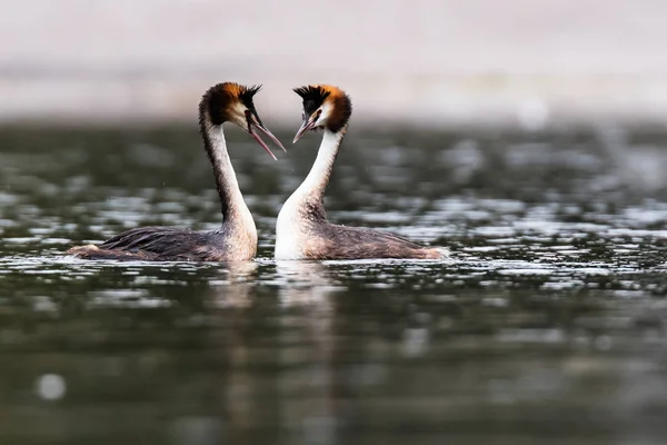 Aşk Dansı Suda Bir Çift Great Crested Grebe Latince Adı — Stok fotoğraf