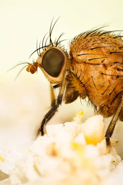 Portrait Focus Stacking Technique Minettia Inusta Species Fly Family Lauxaniidae — Stock Photo, Image