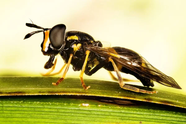 Macro Focus Empilement Plan Deux Bandes Wasp Hoverfly Son Nom — Photo