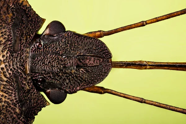 Macro Focus Stapelen Shot Van Roodbenige Schildwants Zijn Latijnse Naam — Stockfoto