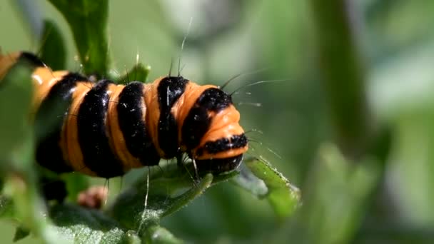 Raupe Der Zinnober Motte Ihr Lateinischer Name Ist Tyria Jacobaeae — Stockvideo