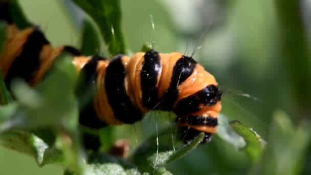 Raupe Der Zinnober Motte Ihr Lateinischer Name Ist Tyria Jacobaeae — Stockvideo