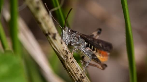 Common Field Grasshopper — Stock Video