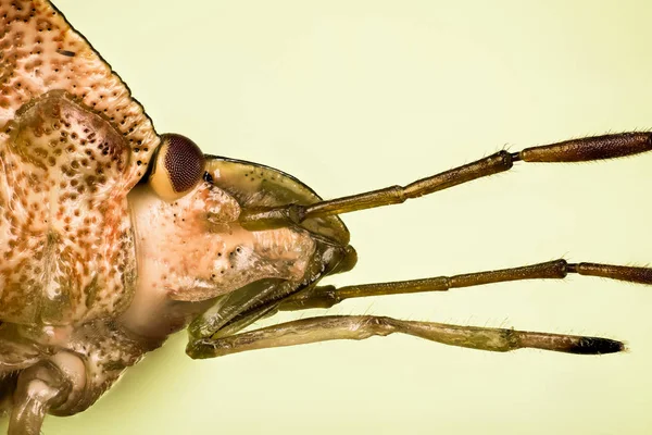 Macro Portret Van Green Shield Bug Green Shieldbug Zijn Latijnse — Stockfoto