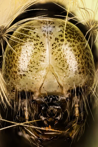 Focus Stacking Primer Plano Pale Tussock Moth Caterpillar Nombre Latín —  Fotos de Stock