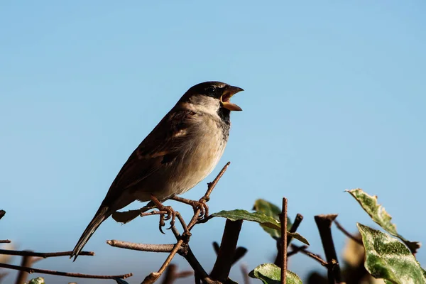 Man Van House Sparrow Sparrow Zijn Latijnse Naam Passer Domesticus — Stockfoto