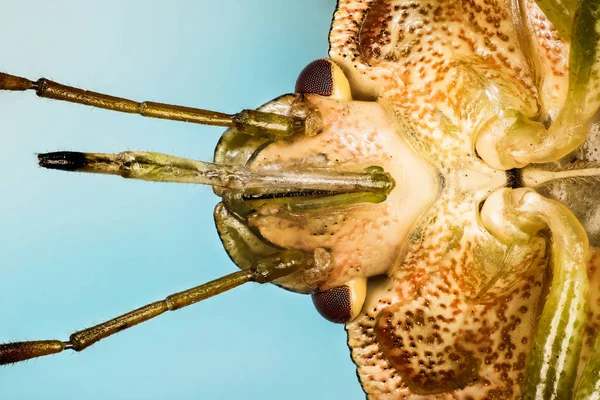 Yeşil Kalkan Böceği Veya Yeşil Kalkan Böceği Nin Macro Portresi — Stok fotoğraf