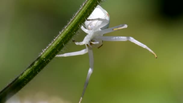 Krabbenspinne Auf Einer Blume Sein Lateinischer Name Ist Misumena Vatia — Stockvideo