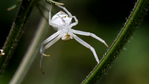 Araña Cangrejo Una Flor Nombre Latín Misumena Vatia — Vídeo de stock