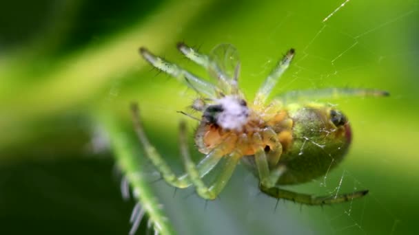 Cucumber Green Spider Cucumber Green Orb Spider Prey Her Latin — Stock Video