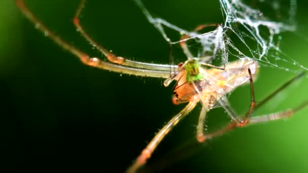 Shadow Stretch Spider Long Jawed Orb Weaver Eats Prey Web — Stock Video