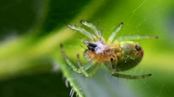 Cucumber Green Spider Cucumber Green Orb Spider Prey Her Latin — Stock Video