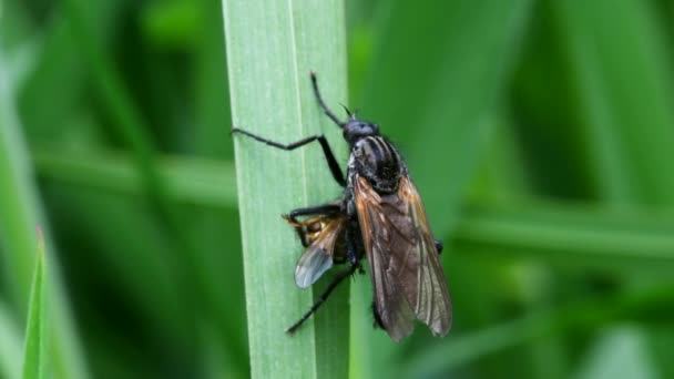 Predator Prey Dance Fly Τρώει Κίτρινη Κοπριά Μύγα — Αρχείο Βίντεο